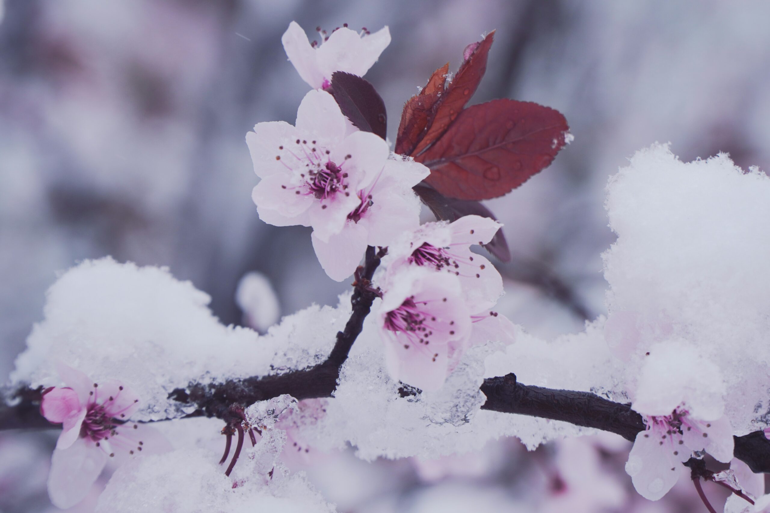 雪の中の桜