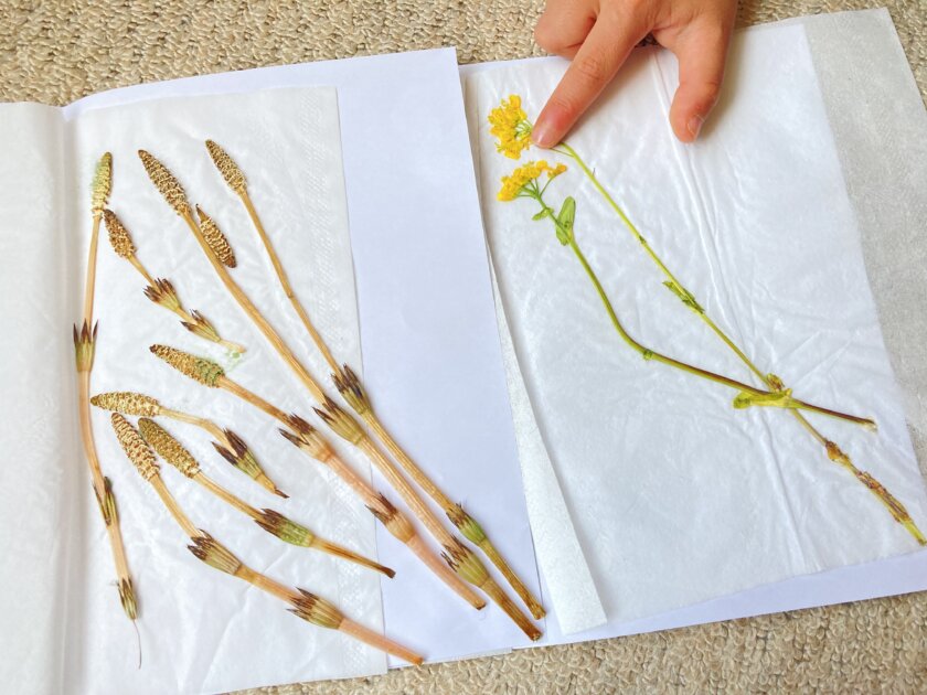 押し花の手順
