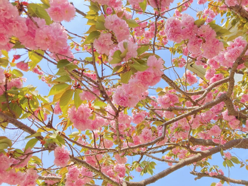 八重桜
