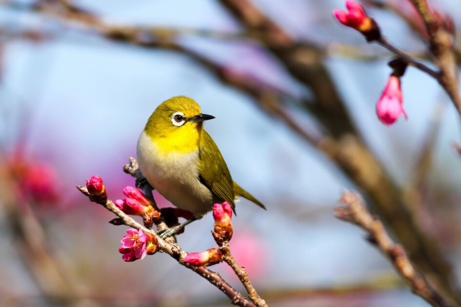 梅の木とうぐいす